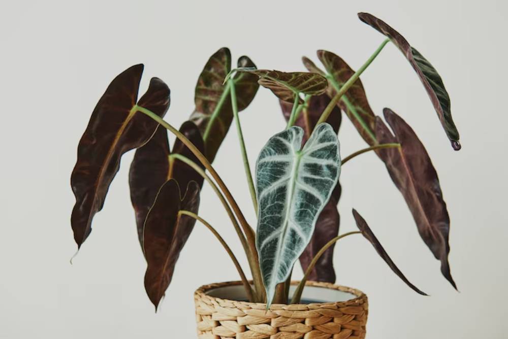 A close-up of a decorative plant with striking dark green and silver variegated leaves in a woven basket on a neutral background.