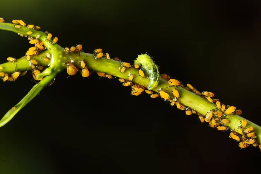 A green branch infested with yellow aphids, alongside a small green caterpillar. Dark background enhances the vivid colors.