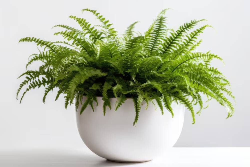 Lush green fern thriving in a minimalist white pot, set against a light background.