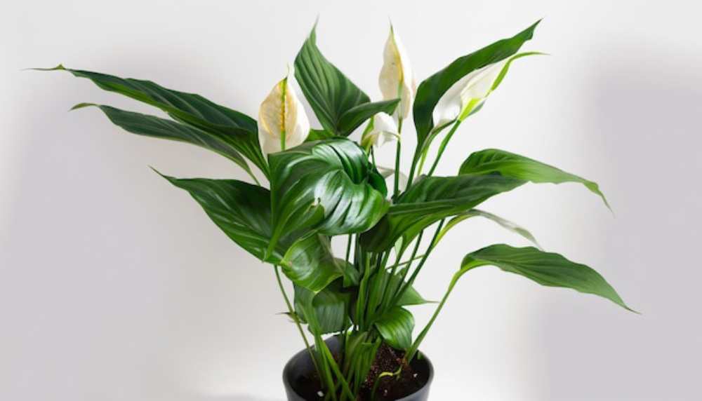 A vibrant peace lily with large, glossy green leaves and elegant white flowers, set against a plain background in a black pot.