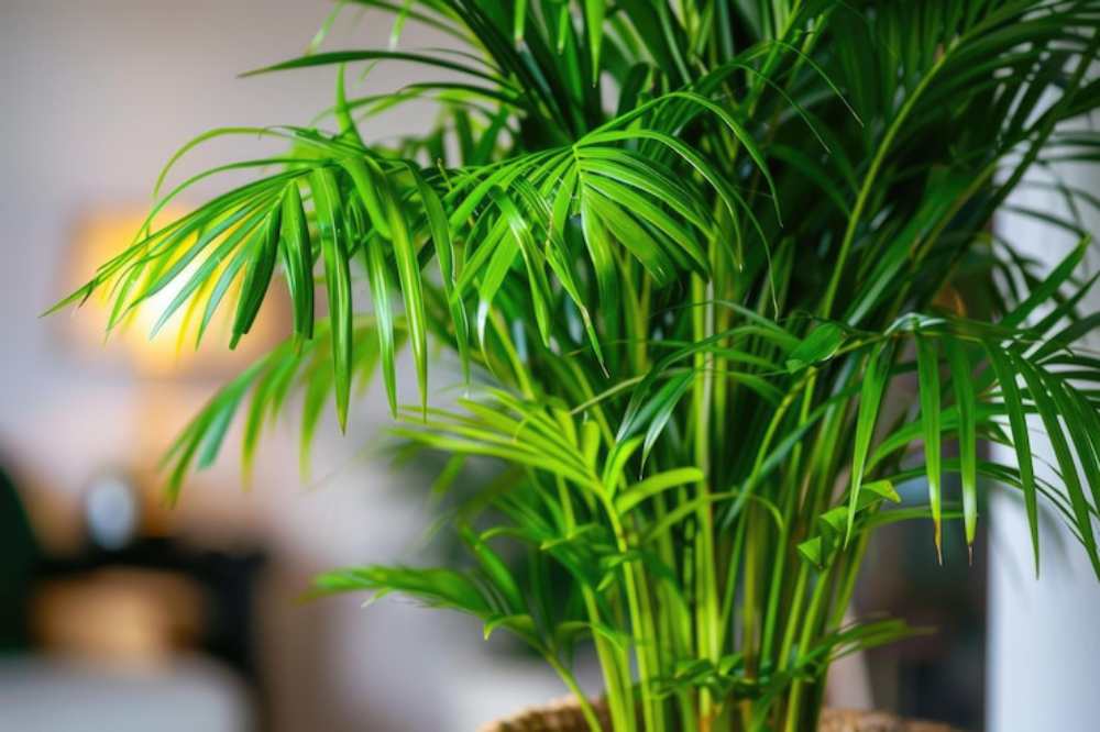A lush green potted plant with long, delicate leaves, set against a softly blurred background of warm indoor lighting.