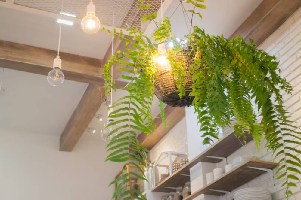 A hanging basket of vibrant green ferns is illuminated by pendant lights in a stylish, modern interior with wooden beams.
