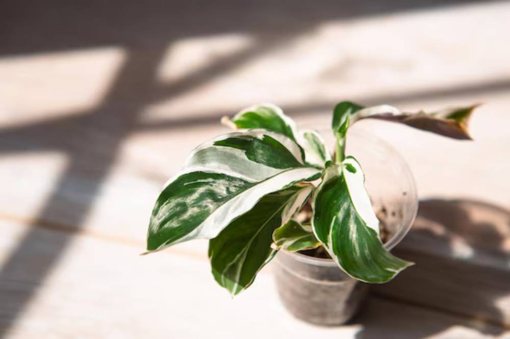 A small, vibrant potted plant with green and white variegated leaves, basking in sunlight against a wooden background.