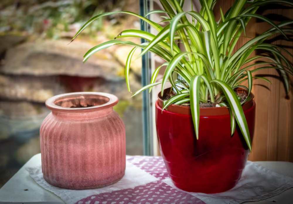 A vibrant red pot with a lush spider plant sits next to a textured pink pot on a patterned cloth by a window.