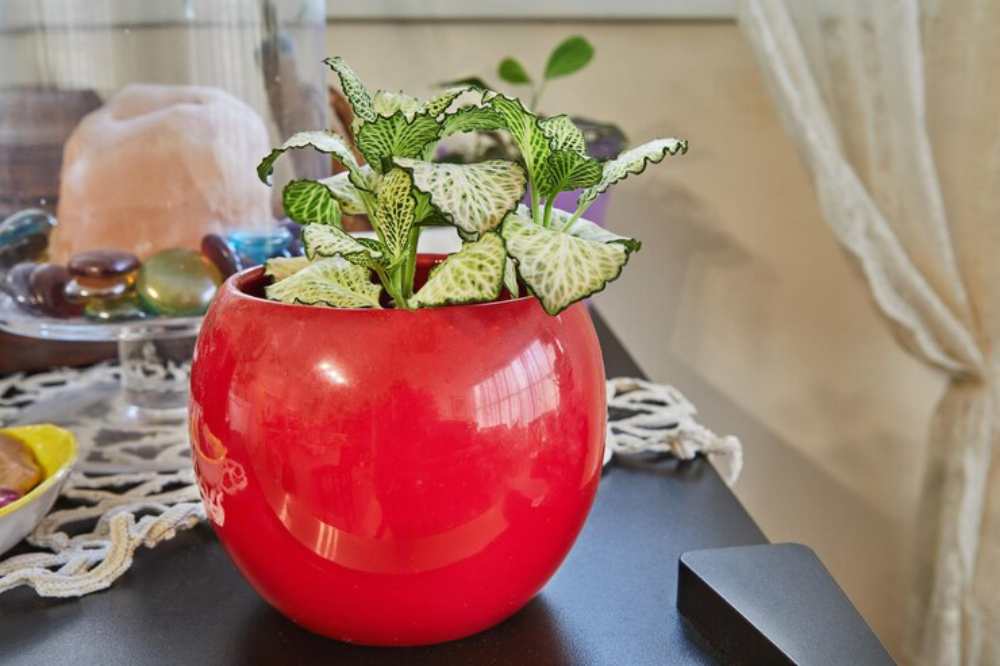 A vibrant red pot holds a lush green plant with textured leaves, set against a cozy backdrop of natural decor.