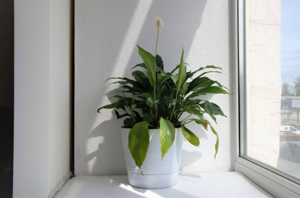 A vibrant peace lily plant in a white pot, positioned on a bright windowsill, basking in natural sunlight.