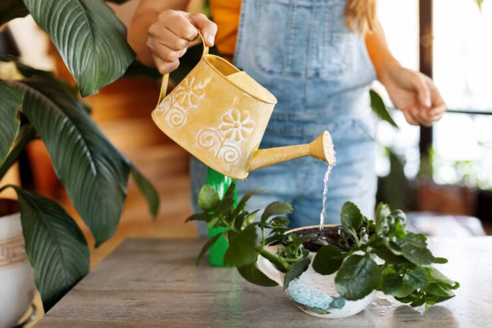 A person in overalls waters a potted plant with a yellow watering can, surrounded by lush greenery indoors.
