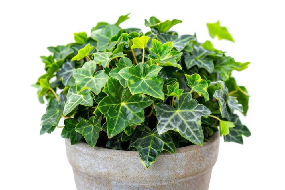 A lush green ivy plant with heart-shaped leaves, displayed in a textured beige pot against a white background.