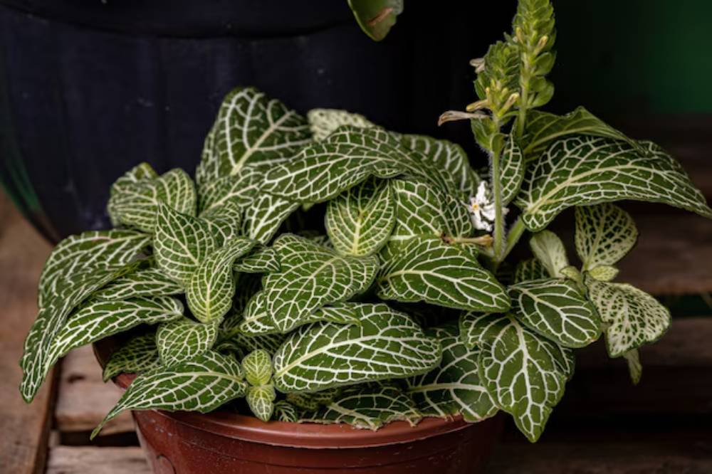 A lush green plant with intricately patterned leaves in a brown pot, set against a dark background.