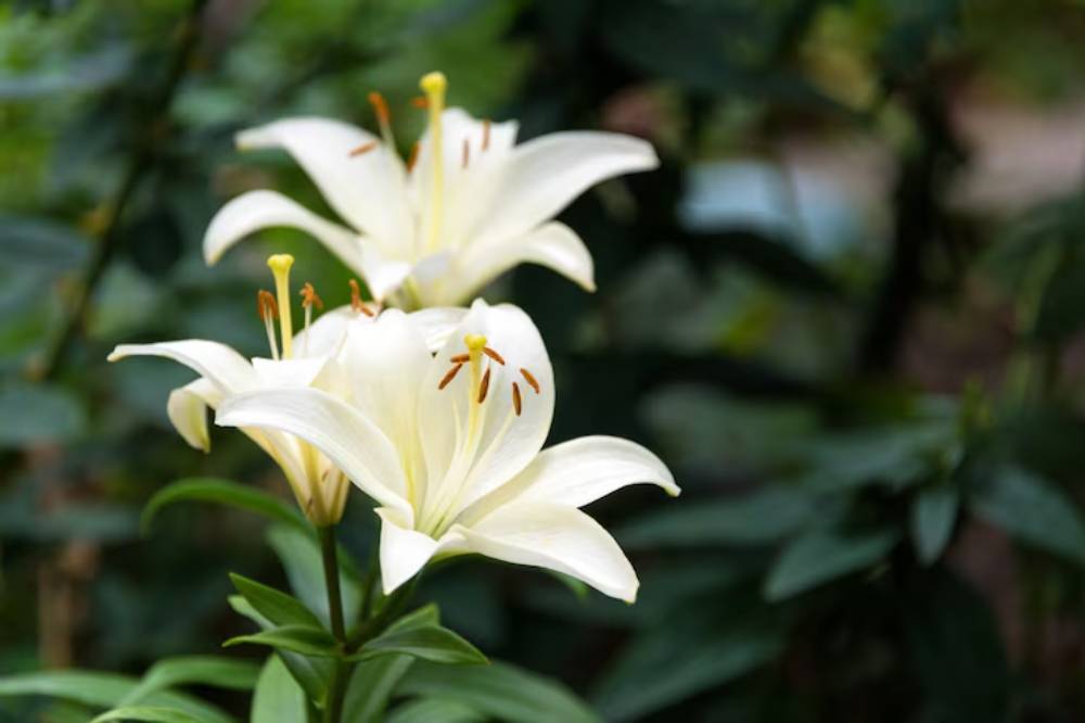 Close-up of elegant white lilies with orange stamens, surrounded by lush green foliage in a soft-focus background.