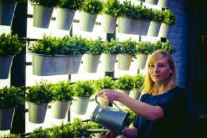 A person waters various green plants in white pots hanging on a well-lit vertical garden, showcasing a vibrant indoor space.