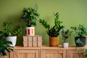 A wooden cabinet displays a variety of potted houseplants against a vibrant green wall, adding a fresh and lively touch to the space.
