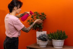 A person in a pink shirt sprays a green plant with a pink spray bottle, surrounded by potted succulents against an orange wall.