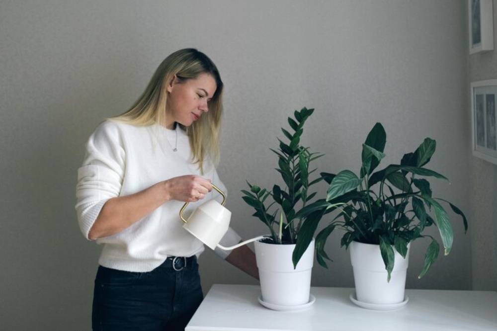 A person in a white sweater waters two green houseplants in white pots on a light-colored table, set against a minimalist background.