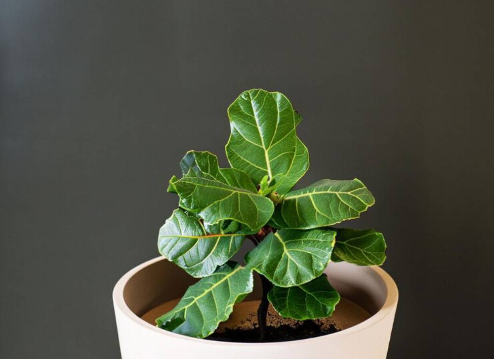 A vibrant leafy plant with thick green leaves, set in a minimalist pot against a dark background.
