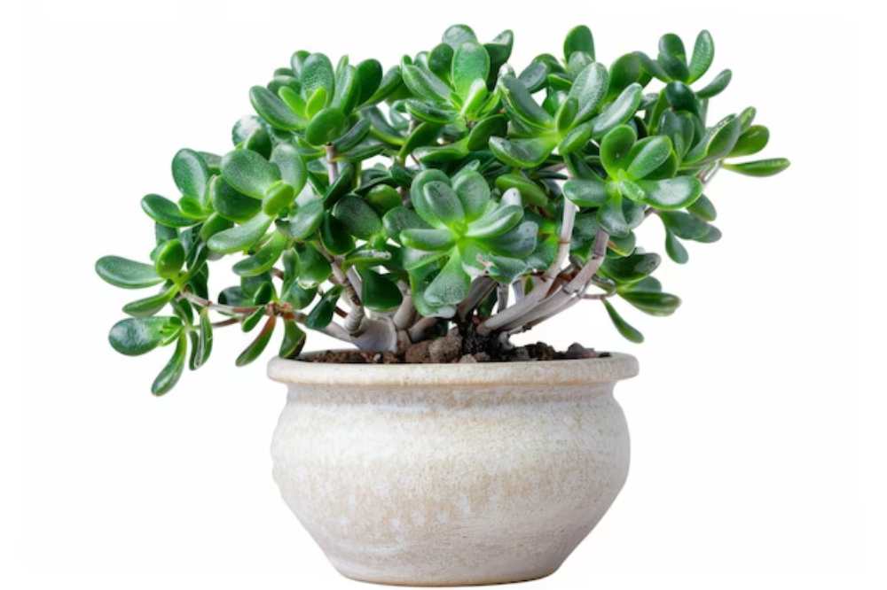 A lush jade plant with thick, round green leaves growing in a simple beige pot, against a white background.