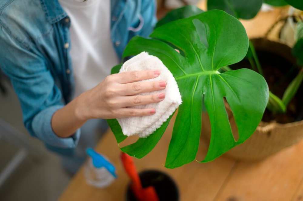 A person wipes a large green monstera leaf with a cloth, caring for their houseplant, with a spray bottle in the background.