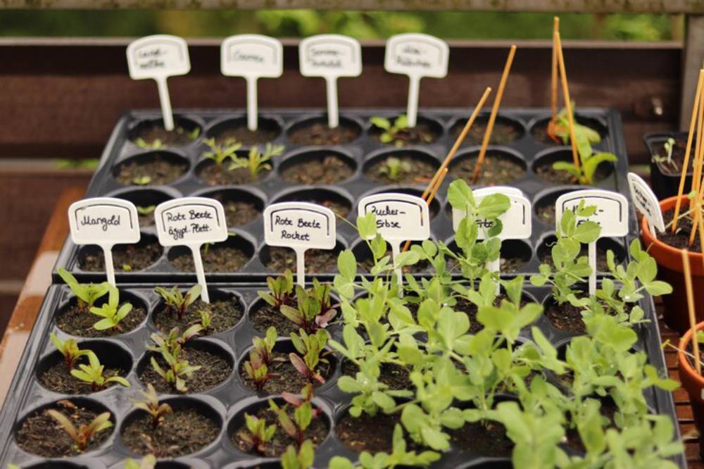 Seedlings of various vegetables, labeled on plastic trays, including beets and arugula, thriving in a sunlit garden setting.