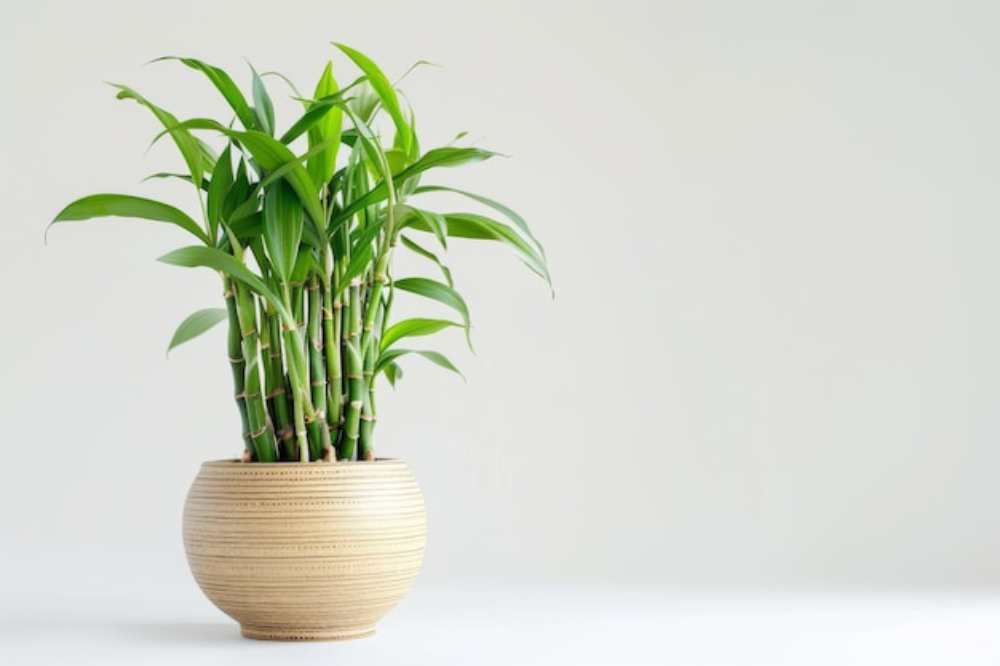 A potted bamboo plant with lush green leaves grows tall from a textured, round beige pot against a light background.