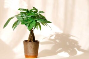 A lush green plant in a textured pot casts shadows on a light background, showcasing its vibrant leaves and unique trunk formation.