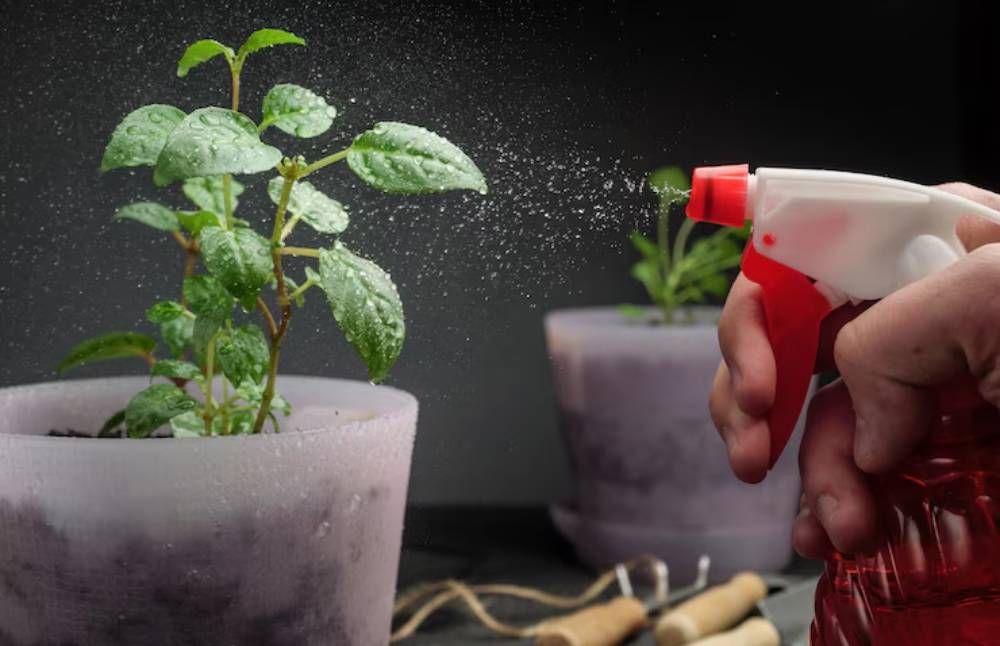A hand sprays Neem oil spray on a green plant in a pot, creating fine mist against a dark background, showcasing indoor gardening.