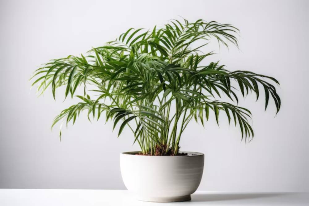 A lush green indoor plant with slender leaves in a white ceramic pot, set against a light gray background.