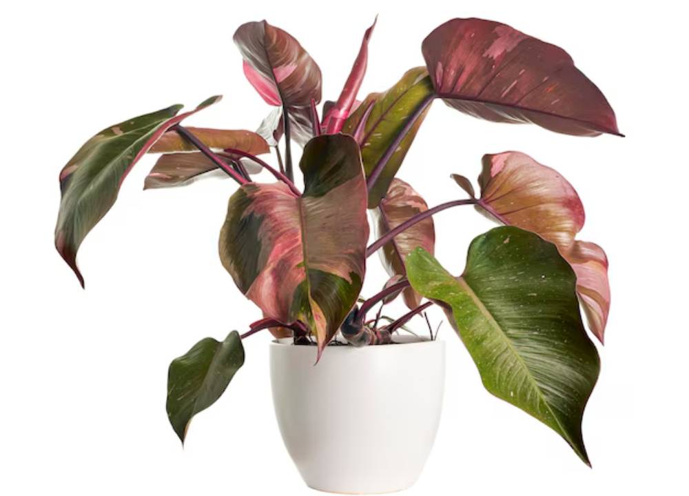 A lush, colorful plant with large green and pink leaves, displayed in a sleek white pot.