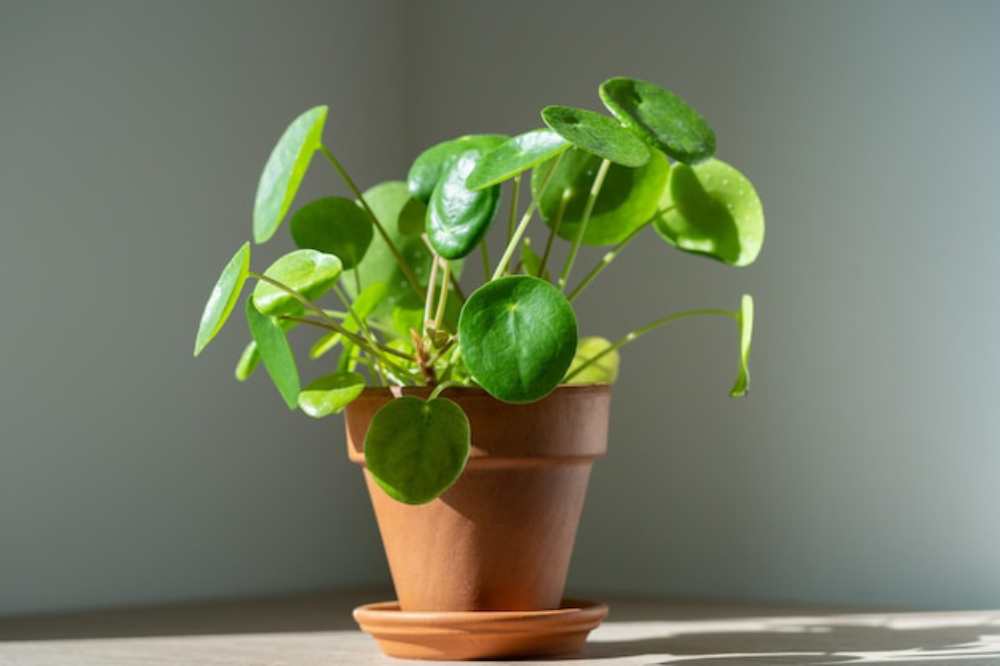 A healthy Pilea plant with vibrant round leaves in a terracotta pot, basking in natural light against a soft, neutral background.