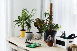 A wooden table displays various potted plants, gardening tools, and a green cloth, framed by sheer curtains and natural light.