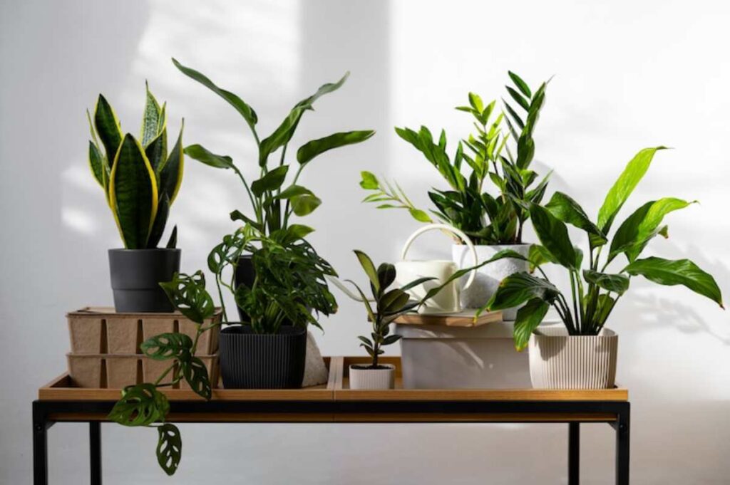 A collection of various potted plants, including snake plants and monstera, displayed on a wooden table against a white wall.