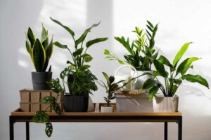A collection of various potted plants, including snake plants and monstera, displayed on a wooden table against a white wall.