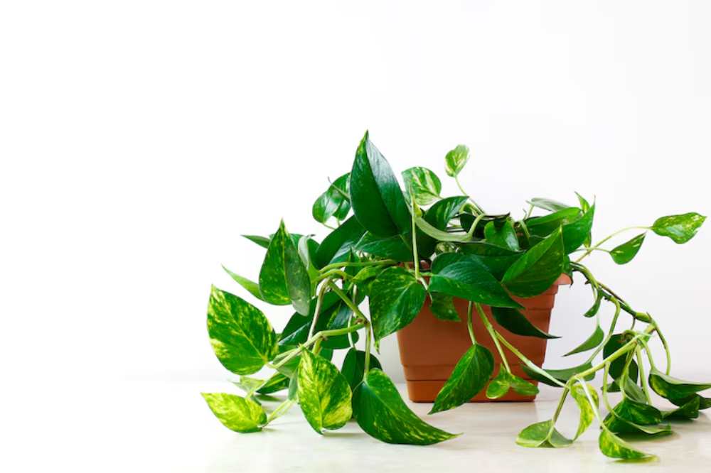 A lush pothos plant with green and yellow variegated leaves spilling from a terracotta pot against a white background.
