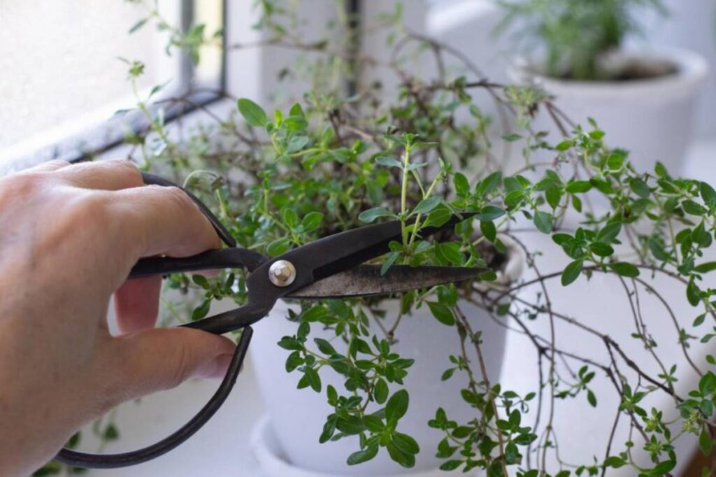 A person uses black gardening scissors to trim the green, leafy branches of a thyme plant in a white pot on a windowsill.