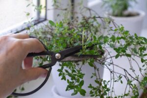 Pruning Tips to Keep Houseplants Looking Their Best