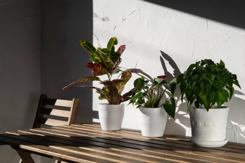 Three potted plants sit on a wooden table in sunlight, casting shadows against a textured white wall.