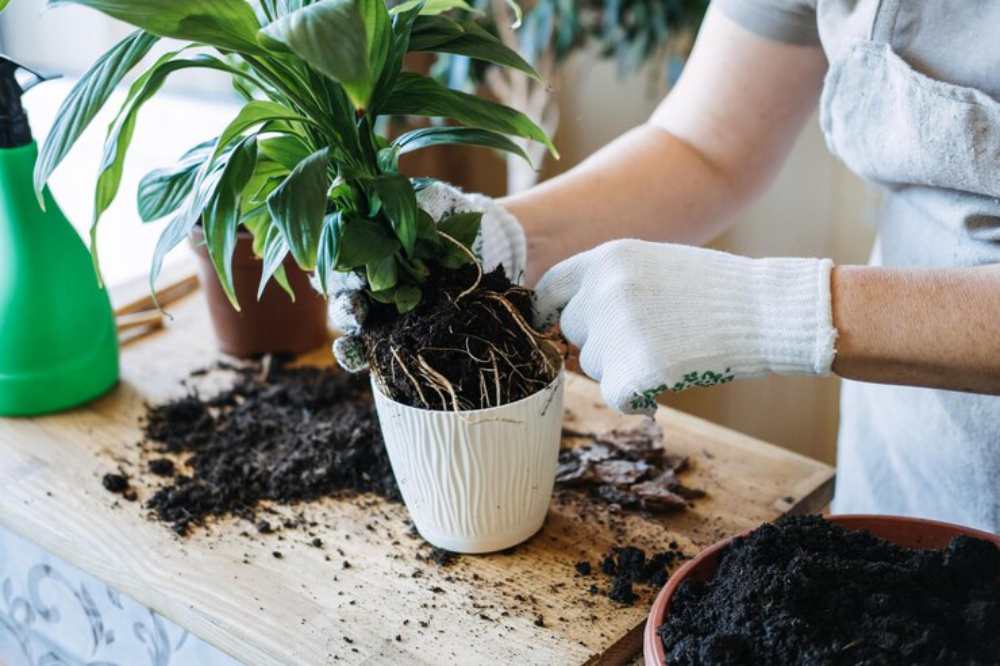 A person in gardening gloves repots a leafy plant, surrounded by soil and gardening tools on a wooden table.
