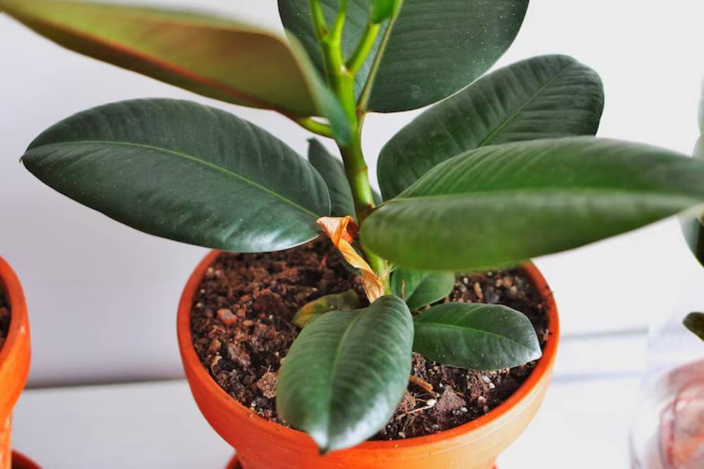 Close-up of a vibrant green rubber plant with large leaves in an orange clay pot, showcasing healthy growth and rich soil.