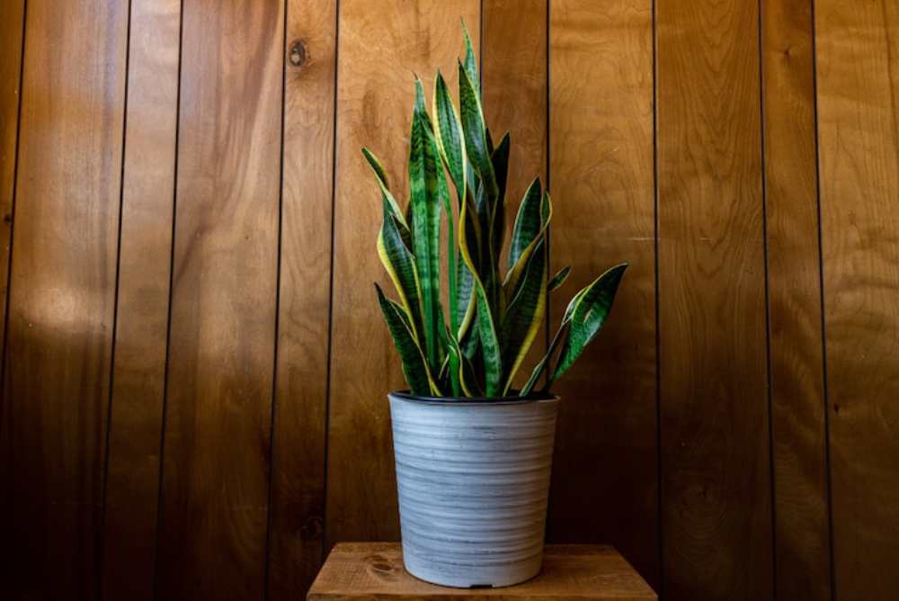 A tall snake plant with long, green striped leaves stands in a textured white pot, set against warm, wooden paneling.