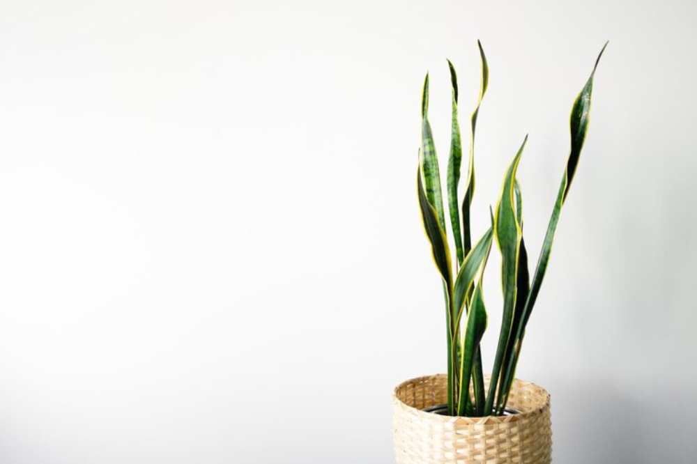 A tall Sansevieria plant with long, green leaves featuring yellow edges in a textured woven basket against a plain white background.