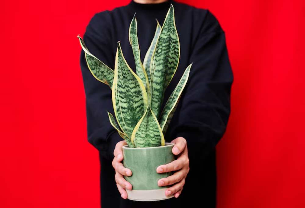 Person in a black sweater holding a vibrant snake plant in a green pot against a bright red background.