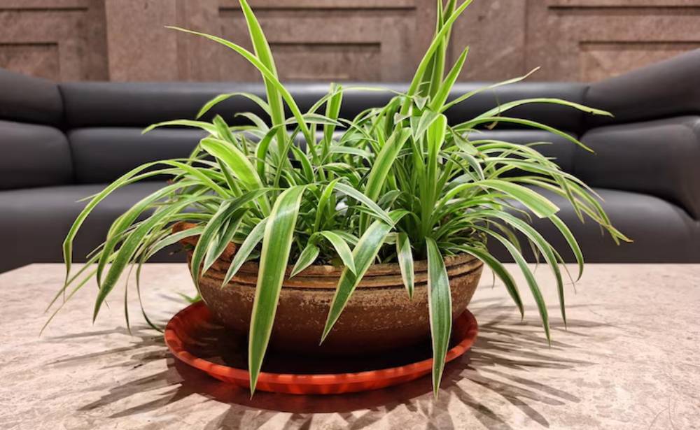 A vibrant green indoor plant in a ceramic pot sits on a marble table, with sleek black seating in the background.