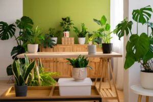 A bright, green room filled with various potted plants, a wooden table, and natural light streaming through a window.