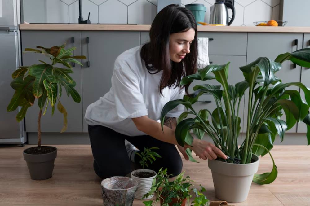 A person in a white shirt tends to potted plants on a wooden floor in a modern kitchen with green plants and kitchenware in the background.