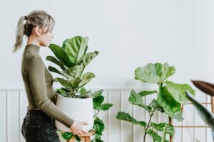A person in a green sweater holds a large indoor plant in a white pot, surrounded by lush greenery in a bright room.