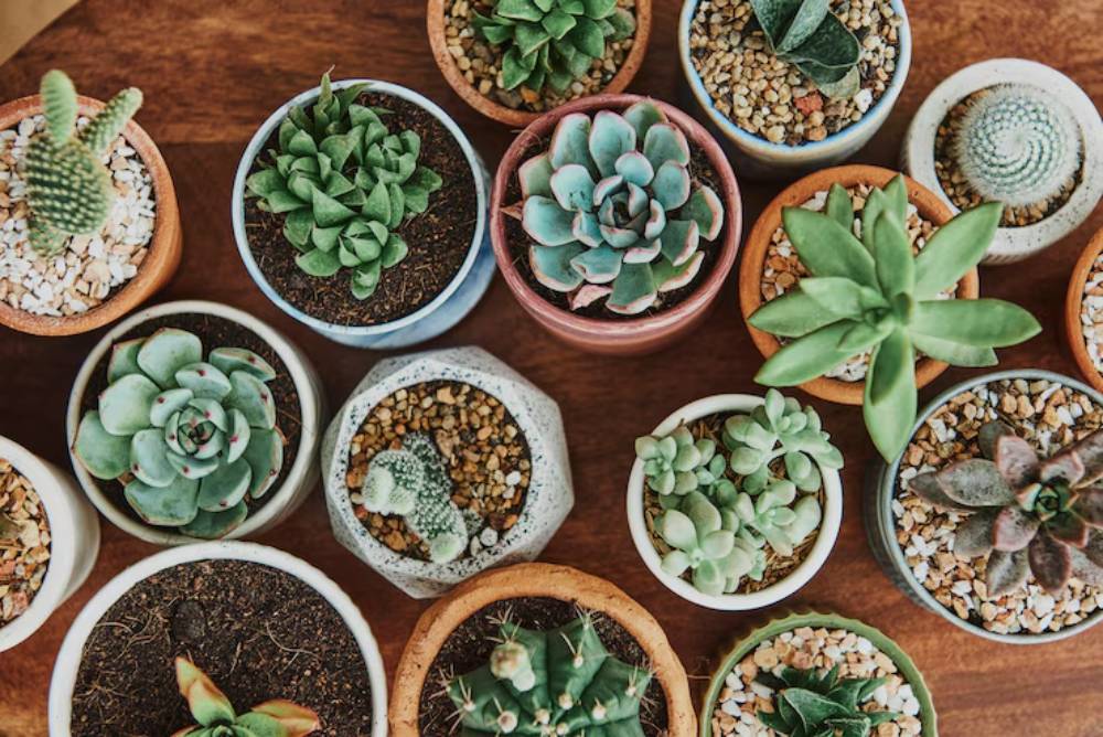 Various potted succulents and cacti arranged on a wooden table, showcasing a variety of shapes and colors.