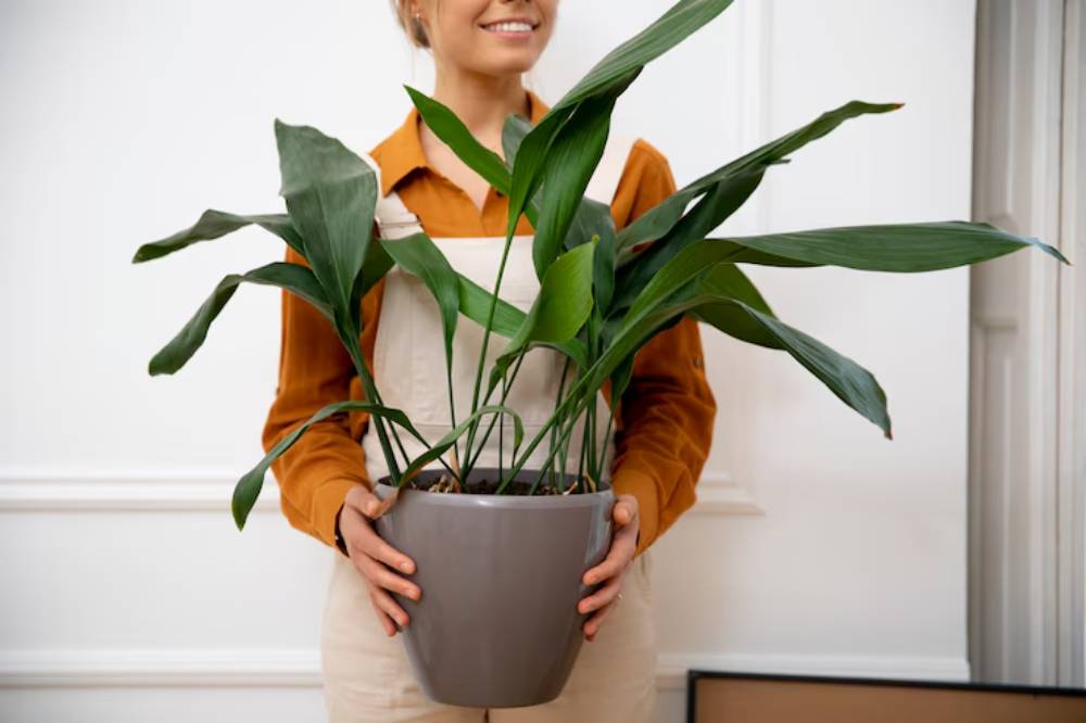Smiling woman in an orange shirt holds a large potted plant with broad green leaves against a bright, minimalist background.