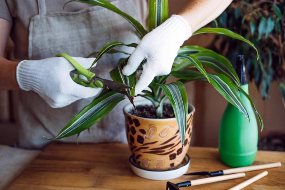 A person wearing white gloves trims a green plant with scissors, beside a spray bottle and wooden tools on a wooden table.