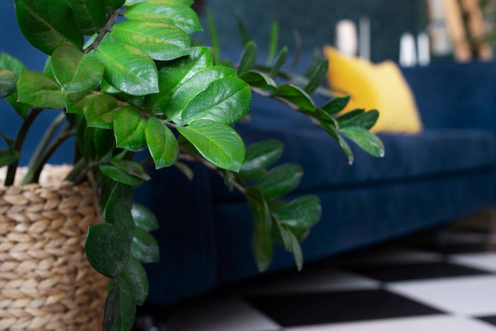 Close-up of lush green leaves of a potted plant in a woven basket, with a blue sofa and yellow cushion in the background.