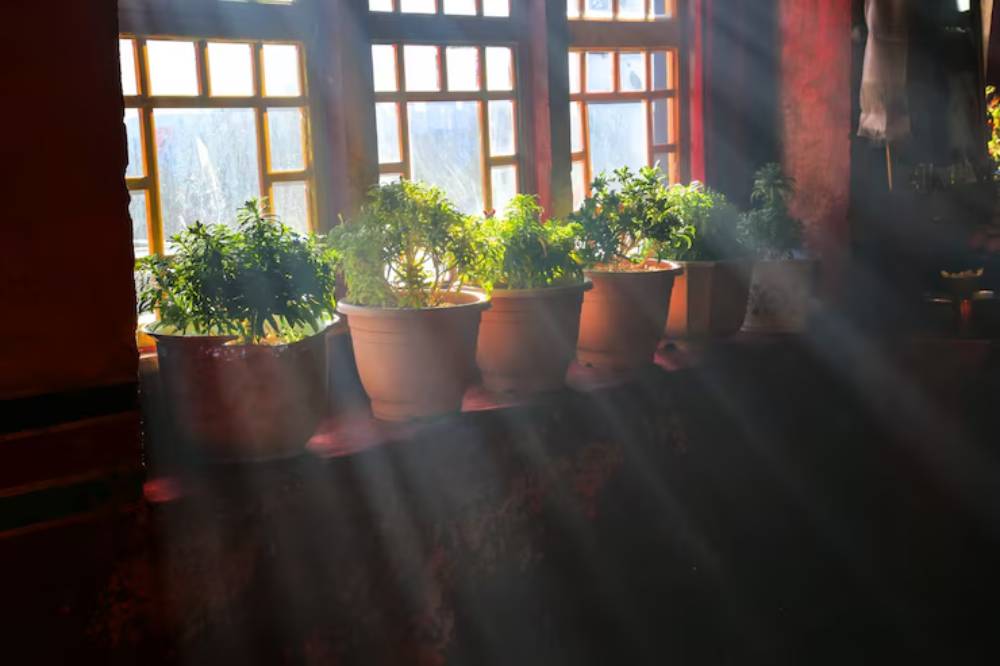 Sunlight streams through windows, illuminating potted herbs on a windowsill, creating a warm and serene indoor atmosphere.