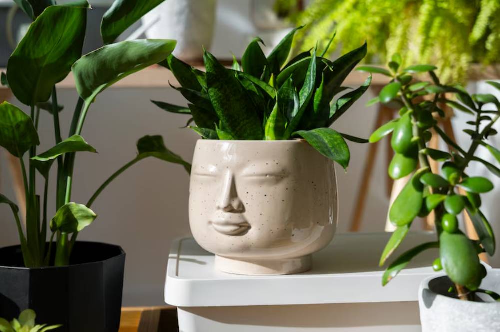 A close-up of vibrant green houseplants in decorative pots, arranged on a light-colored shelf with natural light illuminating them.
